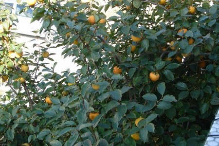 Apartmány 1355-5475 - 7