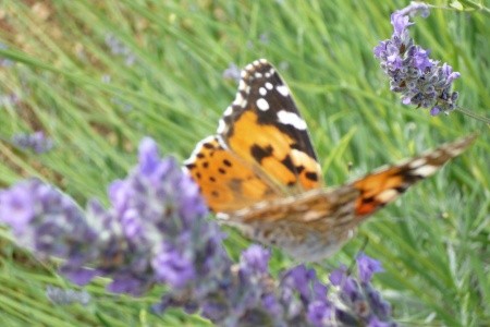 Kamenný Dům 1355-3903 - 7