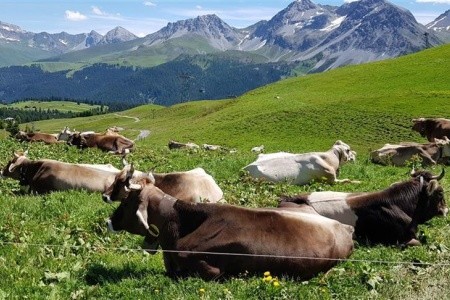 Švýcarsko letecky s panoramatickými vlaky - 13