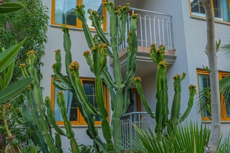 Dream Of Ölüdeniz (Ex. Dorian) - 91