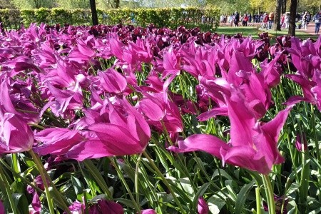 BENELUX - to nejlepší z Belgie, Nizozemska a Luxemburska - 72
