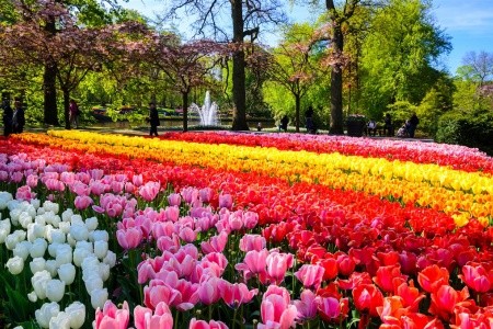 Květinový park Keukenhof a procházka Amsterdamem - 12