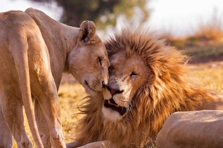 Zanzibar, Další oblasti na Zanzibaru, 3 Dny Na Safari Saadani S Relaxem Na Zanzibaru, za <span>115.790</span> Kč