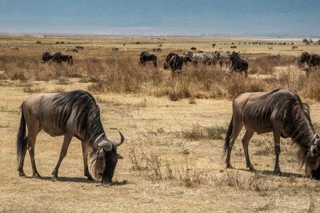 Zanzibar, Další oblasti na Zanzibaru, 3 Dny Na Safari Ngorongoro S Relaxem Na Zanzibaru, za <span>126.990</span> Kč