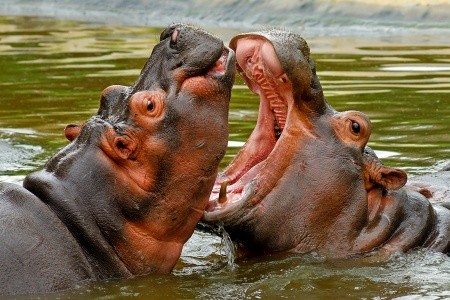 Zanzibar, Další oblasti na Zanzibaru, 3 Dny Na Safari Selous S Relaxem Na Zanzibaru, za <span>101.990</span> Kč