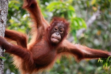 KALIMANTAN - JÁVA - BALI - 4