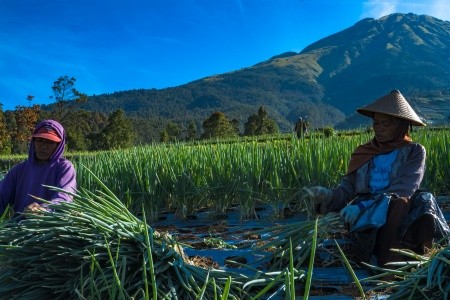 KALIMANTAN - JÁVA - BALI - 9