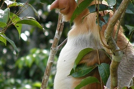 KALIMANTAN - JÁVA - BALI - 11