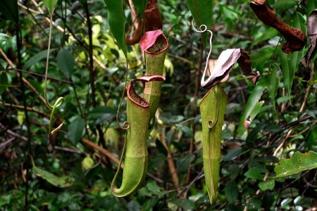 KALIMANTAN - JÁVA - BALI - 13