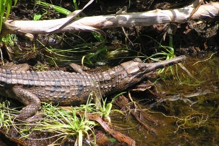 KALIMANTAN - JÁVA - BALI - 14