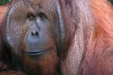 KALIMANTAN - JÁVA - BALI - 16