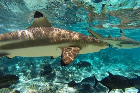 FRANCOUZSKÁ POLYNÉSIE - OSTROVY TROPICKÉHO RÁJE - 4