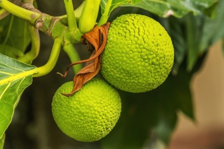 FRANCOUZSKÁ POLYNÉSIE - OSTROVY TROPICKÉHO RÁJE - 20