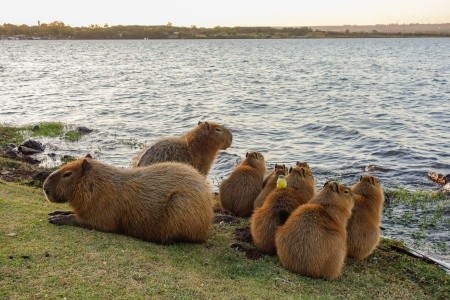 BRAZÍLIE - VELKÝ OKRUH ZA PŘÍRODNÍMI SKVOSTY - 3