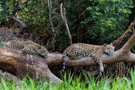 BRAZÍLIE - VELKÝ OKRUH ZA PŘÍRODNÍMI SKVOSTY - 4