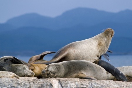 PATAGONIE A OHŇOVÁ ZEMĚ - ARGENTINA, CHILE S PRODLOUŽENÍM O IGUAZÚ A RIO DE JANEIRO - 8
