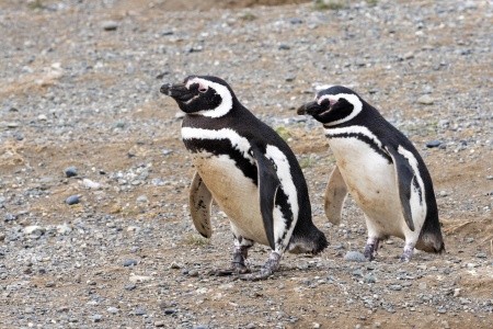 PATAGONIE A OHŇOVÁ ZEMĚ - ARGENTINA, CHILE S PRODLOUŽENÍM O IGUAZÚ A RIO DE JANEIRO - 10
