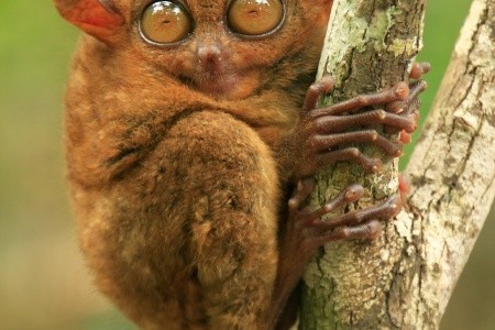 FILIPÍNY - ZEMĚ SEDMI TISÍC OSTROVŮ S PRODLOUŽENÍM O OSTROV PALAWAN - 9