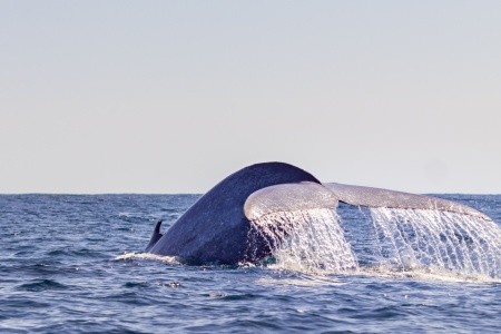 AZORY - OSTROVY UPROSTŘED ATLANTIKU - 4