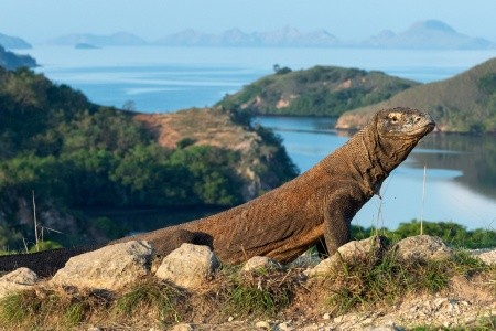 BALI - LOMBOK - KOMODO - 8