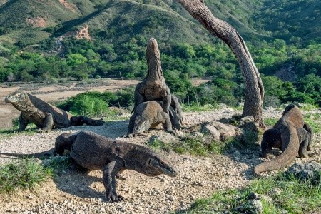 BALI - LOMBOK - KOMODO - 9