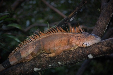 KOSTARIKA - EXOTICKÝ RÁJ KARIBIKU - 11