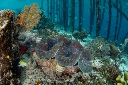 RAJA AMPAT - V TERMÍNU I NA VÁNOCE - 4