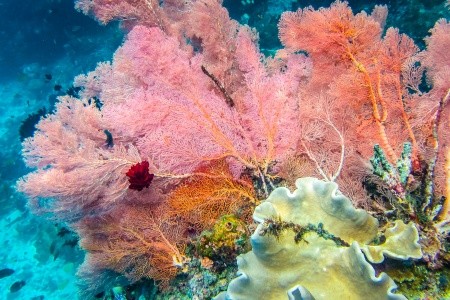 RAJA AMPAT - V TERMÍNU I NA VÁNOCE - 15