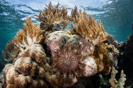 RAJA AMPAT - V TERMÍNU I NA VÁNOCE - 17