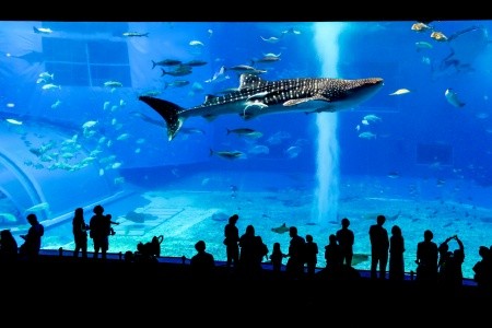 JARNÍM JAPONSKEM - PO OSTROVECH HONŠÚ, KJÚŠÚ A OKINAWA - 29