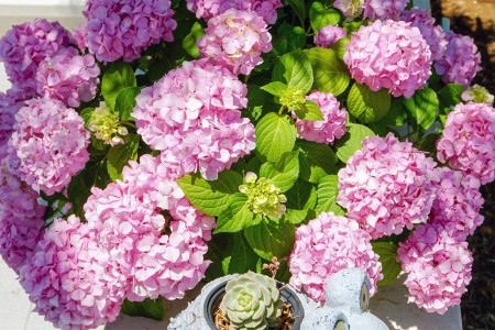 Penzion 3298-654 - 37