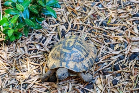 Penzion 3298-654 - 39