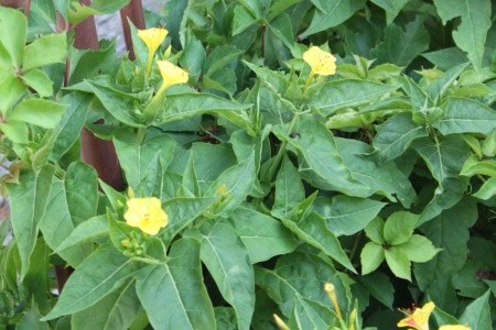 Apartmány 3298-1477 - 7