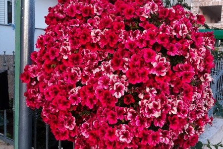 Apartmány 1355-5209 - 1