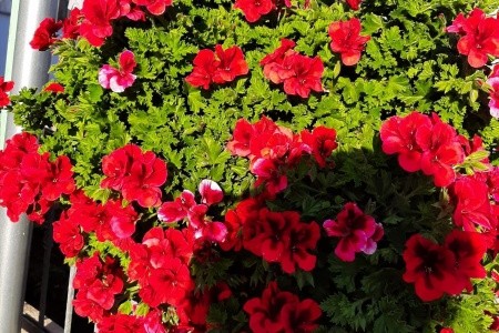 Apartmány 1355-5209 - 6