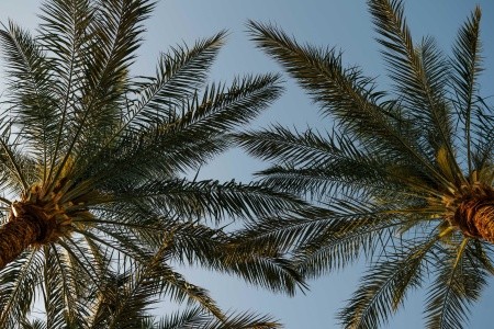 Baron Palms Resort - 88