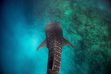 Maldivy Južný Atol Male Nova Maldives 13 dňový pobyt Plná penzia Letecky Letisko: Praha December 2025 (17/12/25-29/12/26)