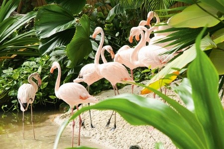 Tropical Islands - 47