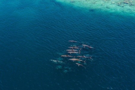 Hondaafushi Island Resort - 8