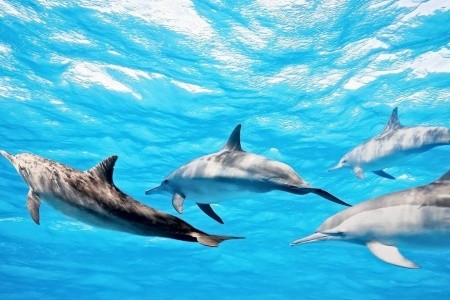 Cinnamon Dhonveli Maldives (Ex. Chaaya Island Dhonveli) - 23