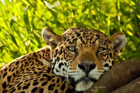 Lesk a kúzlo Brazílie - 16