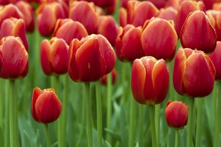 JARNÍ KOUZLO BENELUXU - 13