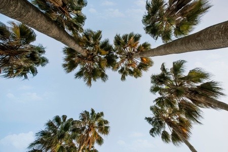 Acanthus & Cennet Barut Collection - 73