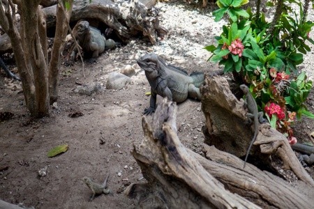 Vista Sol Punta Cana (Ex. Carabela Beach R.) - 31