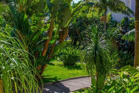 Dorisol Buganvilia - 21