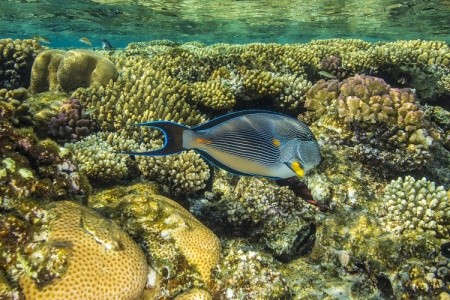 Gorgonia Beach Resort - 84