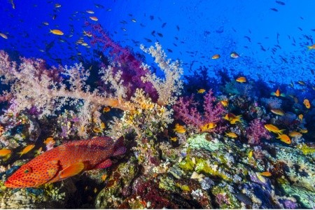 Gorgonia Beach Resort - 85