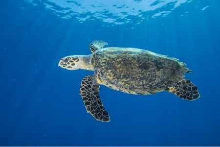 Gorgonia Beach Resort - 86