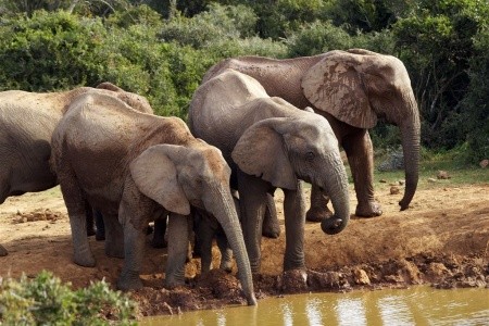 Jižní Afrika – Garden Route s českým průvodcem - 10