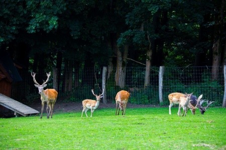 Amenity Hotel & Resort Špindlerův Mlýn - 29